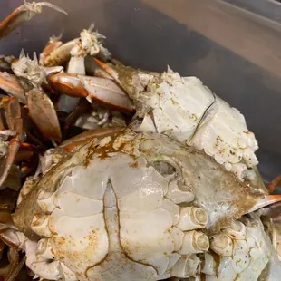 Male blue crab