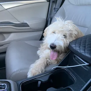 Her on the way to the groomer