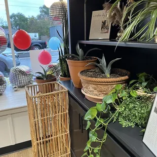 View of the plants and front window