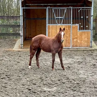 Stud colt 9 months old  NRCHA bred