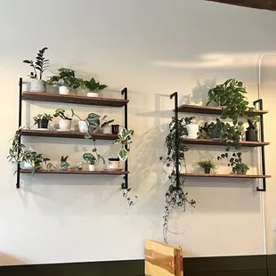 a row of shelves with plants on them