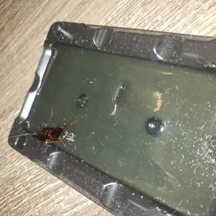 We laid out traps and the bugs were more attracted to them than anything else