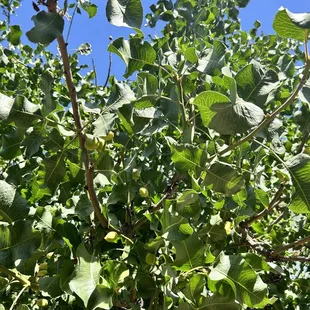 The pistachio trees