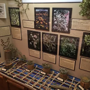 Interesting facts about local plants and how they are/were used