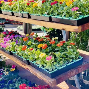 Annuals At Our Nursery