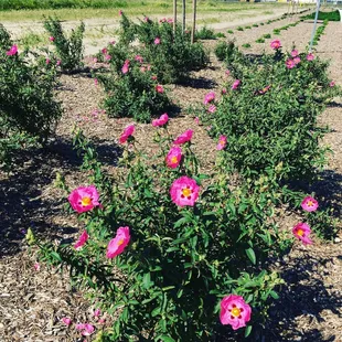 It is pretty hard to beat the start of Spring in California! Everything is bursting forth with new life!