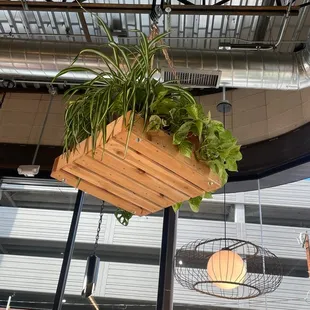 Hanging plant!