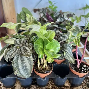Plants for sale