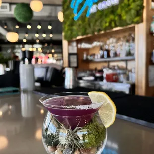 Enjoy our Terrarium Martini where you get to keep the Airplane!