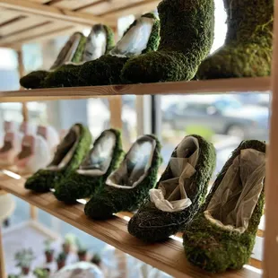 Plants