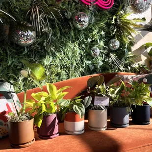 Easy grab and go plants!