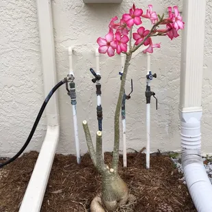 Condo Walkway Adenium Obesum (desert rose) Bonasi Style
