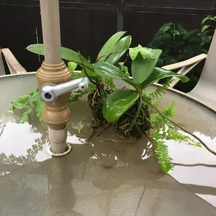 Tabletop Orchid Forest with 2 separate Furn cultivar "NFT" (nutrient film technique)