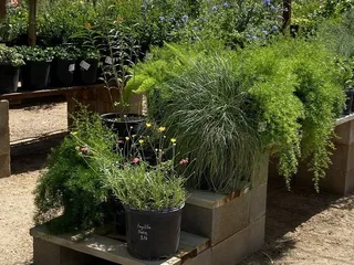 Acacia Nursery