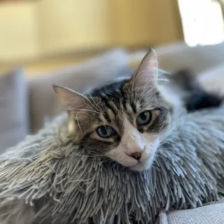 Amy M.