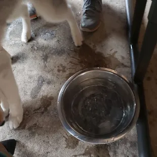 Water bowl for dogs