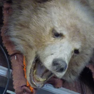 a grumpy bear with his mouth open