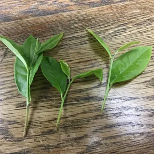 Tea leaves , within minutes of being picked