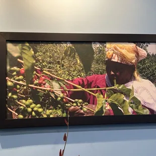 Another picture of Kenyan woman Harvin&apos;s coffee beans.