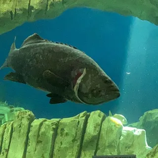 Bi H.