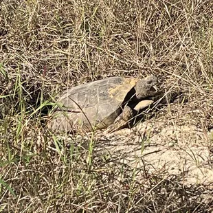 Huge turtle popped up to say "hello!"