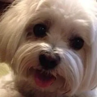 Sachi Y.