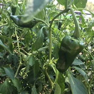 Peppers in the garden