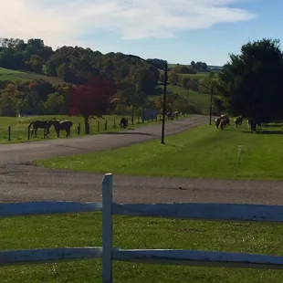 Horses practically greet you as you drive in.