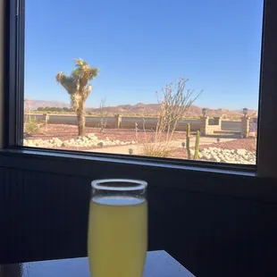 Mimosa and a view