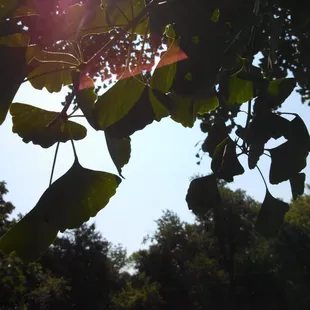 Campsites have beautiful trees and foliage