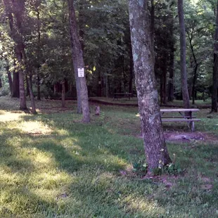 11 Primitive camping spots.  All have good shade.  Three are in the woods.
