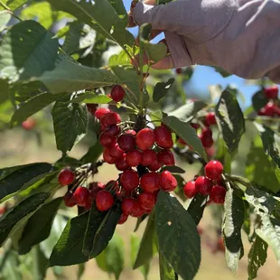 Lots of sweet and sour cherries