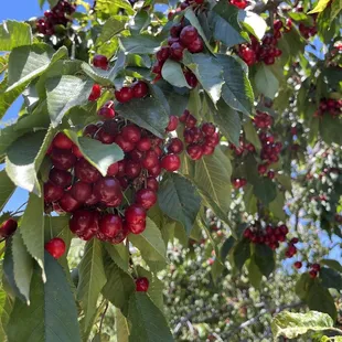 lots of cherry
