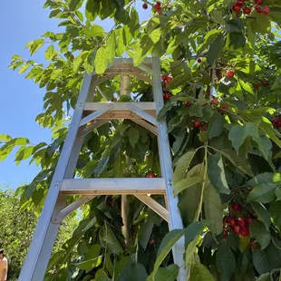 Orchard ladders were provided to pick ripened cherries at the top of the trees.