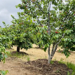 a guldseth cherry orchard and vegetable garden