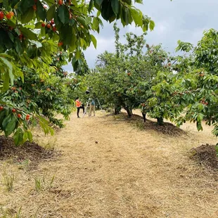 people picking fruit from trees