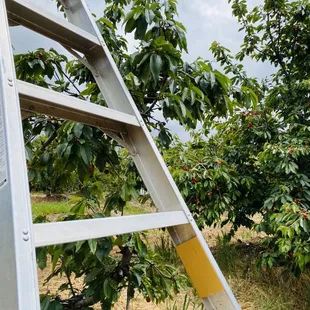 a ladder leaning against a tree