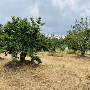 a guldseth cherry orchard and vegetable garden
