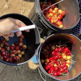 Cherries we picked to take home ($4 a lb). This amounted to about $15 worth of cherries.