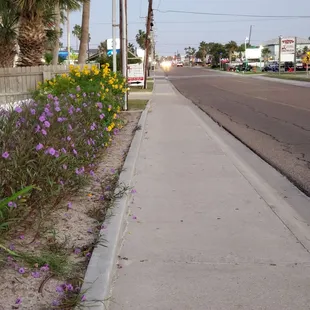 This is outside the Seashell Village Resort. People jog on the sidewalk to and fro the beach.