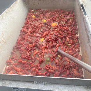 Crawfish