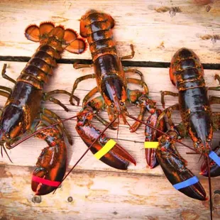 Special on Live 1lb lobsters for only $19.99 while supplies last. Message us for any and all advanced orders