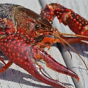 Don&apos;t procrastinate.  Get those Crawfish orders in now. Call us at 615-678-4360