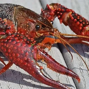 Order for LIVE CRAWFISH goes in today.

615-678-4360