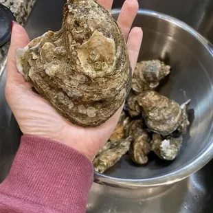 a person holding a bowl of oysters