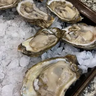Oysters