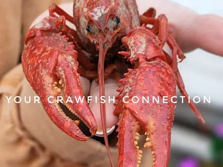 YOUR Crawfish Connection