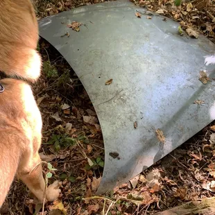 Old car hood covering a 10-12 ft hand dug well.. deep in the backwoods