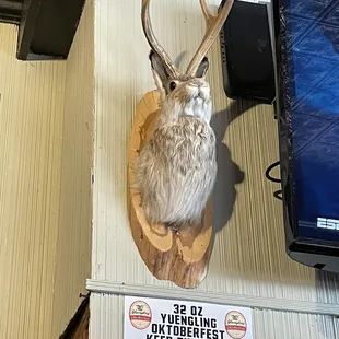 Jackalope where are u from?!