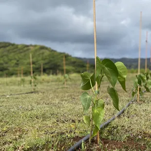 All planted and happy!